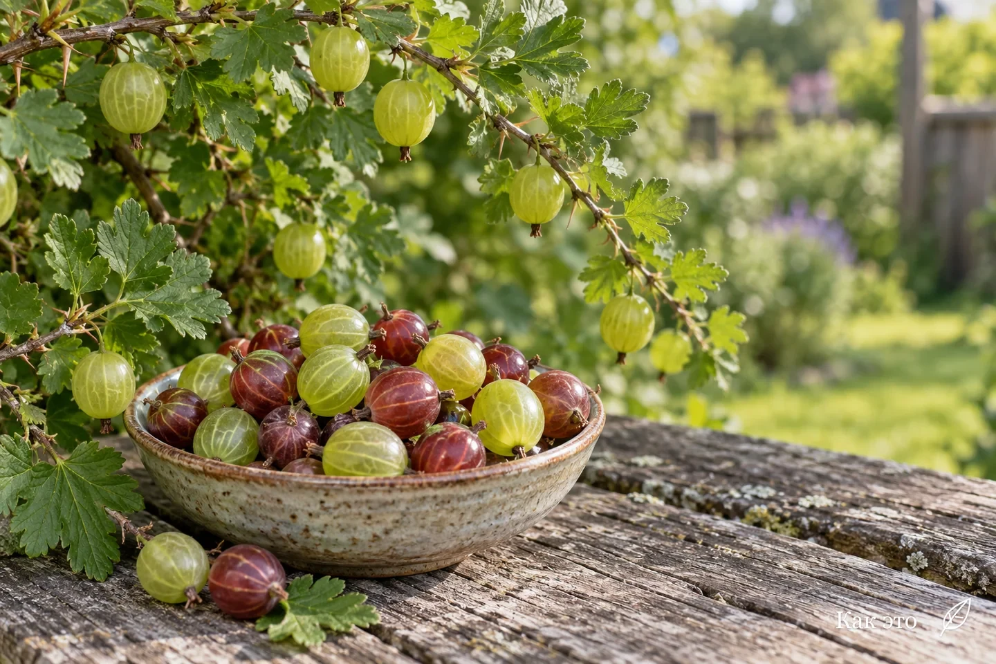 Зелёные и красные ягоды крыжовника в миске рядом с веткой куста